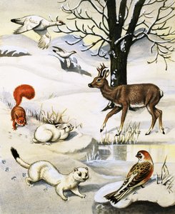 Válogatott állatok télen alkotó: English School