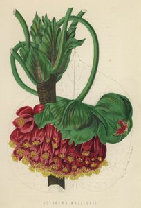 Astrapaea Vallihii (kromolit) alkotó: English School