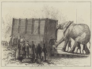 Kísérlet Jumbo, a Nagy Elefánt eltávolítására az Állatkertből (litho) alkotó: English School