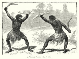 Ausztrália: Waddy Fight (metszet). alkotó: English School