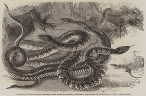 Australische giftige Schlangen, kürzlich zur Sammlung der Reptilien in den Gärten der Zoologischen Gesellschaft, Regent