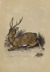 Axis Deer (színes litó) alkotó: English School