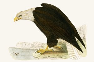 Kopasz sas, illusztráció Charles Robert Bree (1811-86) „Európa madarainak története, amelyeket nem figyeltek meg a Brit-szigeteken” című művéből, 1867. alkotó: English School