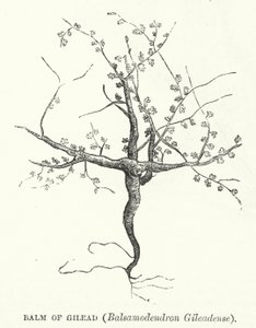Gileadi balzsam, Balsamodendron Gileadense (metszet) alkotó: English School