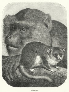 Barbary Ape (metszet) alkotó: English School