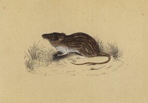 Barbary Mouse (színes litho) alkotó: English School