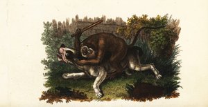 Csata egy bulldog és Jack, egy Cingalese majom között az angliai Worcesterben alkotó: English School