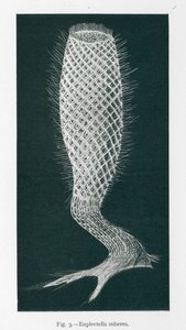 A természet szépségei: Euplectella Suberea (litho) alkotó: English School