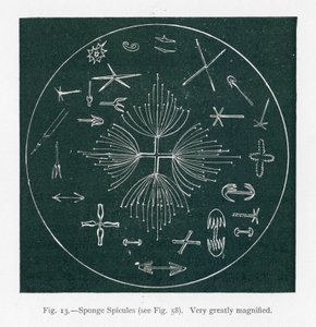 A természet szépségei: Szivacs szivacsok (litográfia) alkotó: English School