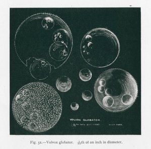 A természet szépségei: Volvox Globator (litográfia) alkotó: English School