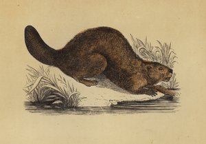 Hód (színes litó) alkotó: English School