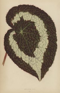 Begonia Rex alkotó: English School