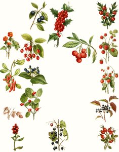 Bogyók alkotó: English School