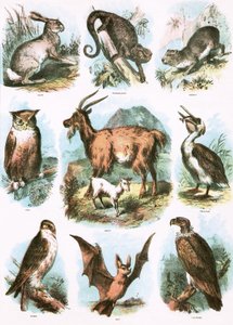 Bibliai illusztrációk alkotó: English School