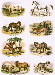 Bibliai természetrajz alkotó: English School