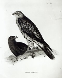 Ragadozó madarak, 2. tábla a „H.M.S. Beagle utazásának zoológiájáról, 1832-36”, Charles Darwin alkotó: English School