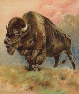 Bison (színes litográfia) alkotó: English School