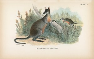 Feketefarkú Wallaby alkotó: English School