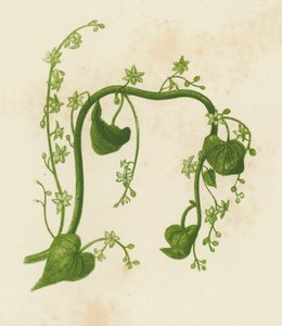 Fekete berkenye, Tamus Communis (színes litográfia) alkotó: English School