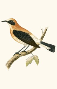 Black Eared Wheatear, Charles Robert Bree (1811-86) „A British-szigeteken nem megfigyelt európai madarak története” című illusztrációja, 1867-ben jelent meg (színes litó) alkotó: English School