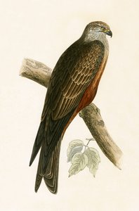 Fekete sárkány, illusztrációja Charles Robert Bree (1811-86) „Európa madarainak története, amelyeket nem figyeltek meg a Brit-szigeteken” című művéből, 1867. alkotó: English School