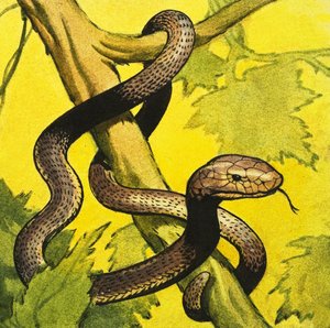 Fekete mamba alkotó: English School