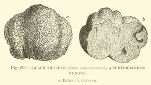 Fekete szarvasgomba (Tuber melanospermum); Föld alatti gomba alkotó: English School