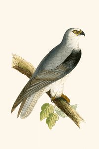 Fekete szárnyas sárkány, Charles Robert Bree (1811-86) 1867-ben megjelent „A Brit-szigeteken nem megfigyelt európai madarak története” című illusztrációja alkotó: English School