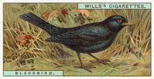 Feketerigó alkotó: English School