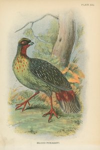 Vér-fácán alkotó: English School