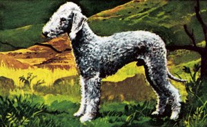 Blue Bedlington alkotó: English School