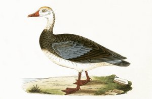 Kékszárnyú lúd, Charles Robert Bree (1811-86) 1867-ben megjelent „A British-szigeteken nem megfigyelt európai madarak története” című illusztrációja