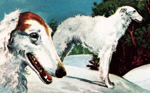 Borzoi alkotó: English School