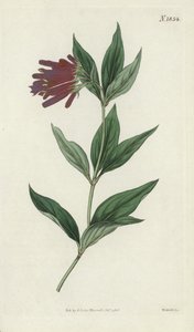 Botanikai metszet alkotó: English School