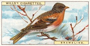 Brambling alkotó: English School