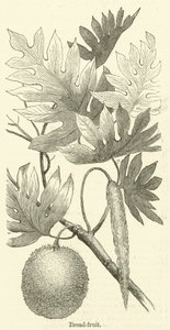 Kenyér-gyümölcs (metszet) alkotó: English School