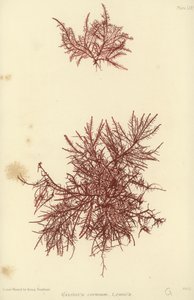 British Sea-Weed (természetesen nyomtatott) alkotó: English School