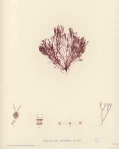British Sea-Weed (természetesen nyomtatott) alkotó: English School