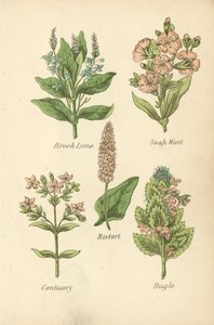 Brook Lime, Soap Wort, Bistort, Centuary, Bugle (színes litográfia) alkotó: English School