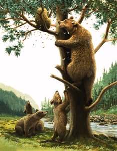 Barna medve fára mászik, vonzza a méz (gouache, papír) alkotó: English School