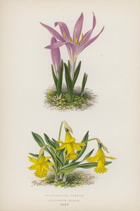Bulbocodium Vernum; Narcissus Minor (színes litó) alkotó: English School