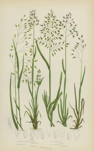 Hagymás réti fű, alpesi réti fű, hullámos réti fű, erdei réti fű, egynyári réti fű (színes réti fű) alkotó: English School