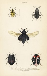 Temetőbogár, Nicrophorus humator 1, dögbogarak, Necrodes littoralis 2, Dendroxena quadrimaculata 3, szőnyegbogár, Anthrenus scrophulariae 4 és Hister quadrimaculatus var alkotó: English School