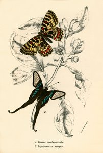 Pillangók alkotó: English School