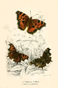 Pillangók alkotó: English School