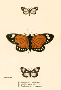 Pillangók alkotó: English School