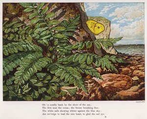 Pillangó és páfrány a tenger melletti szikla tövében (színes metszet) alkotó: English School