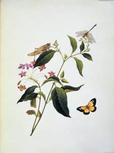 Pillangó, szöcske és szitakötő egy növényen alkotó: English School