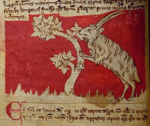CCA-LitMs/D/10 fol.1v Goat, a Bestiarytől alkotó: English School