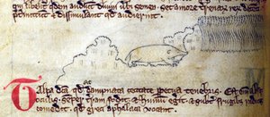 CCA-LitMs/D/10 fol. 11v Mole, a Bestiary-től alkotó: English School